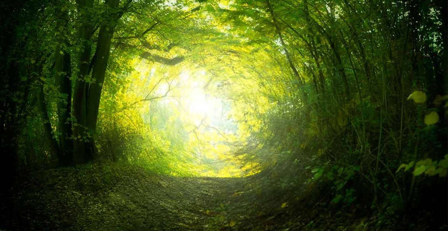 forest spinning tunnel